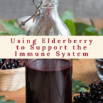 Using Elderberry to Support the Immune System