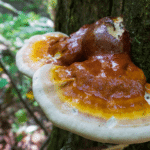 Ground reishi and a whole reishi on a white background